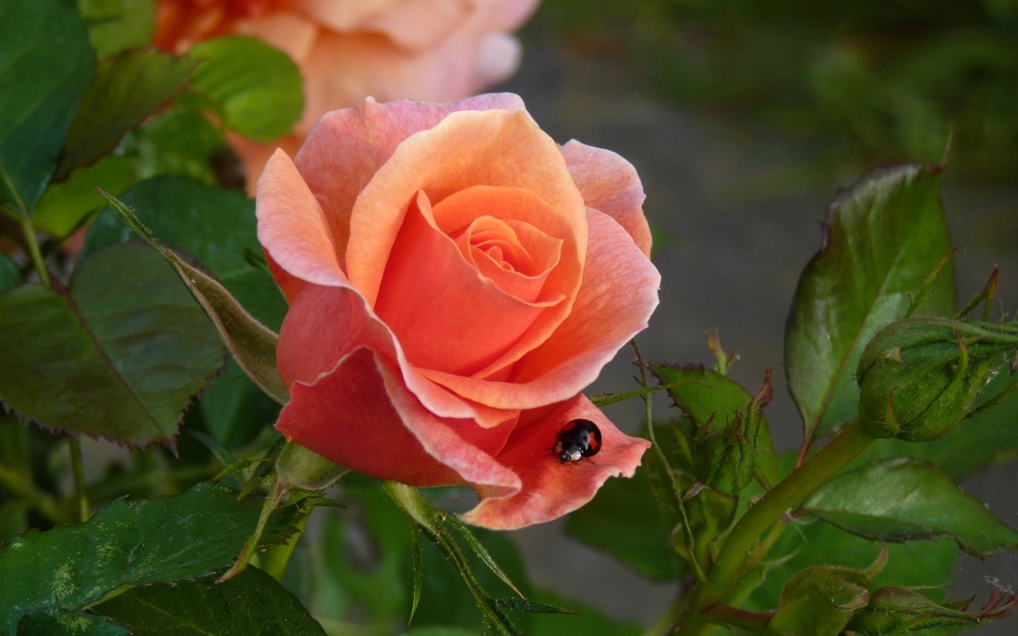 Обои роза, божья коровка, бутон, rose, ladybug, bud разрешение 1920x1284 Загрузить