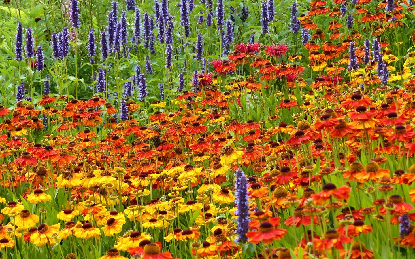 Обои цветы, лето, луг, гелениум, гелениумы, flowers, summer, meadow, gelenium, helenium разрешение 2400x1505 Загрузить