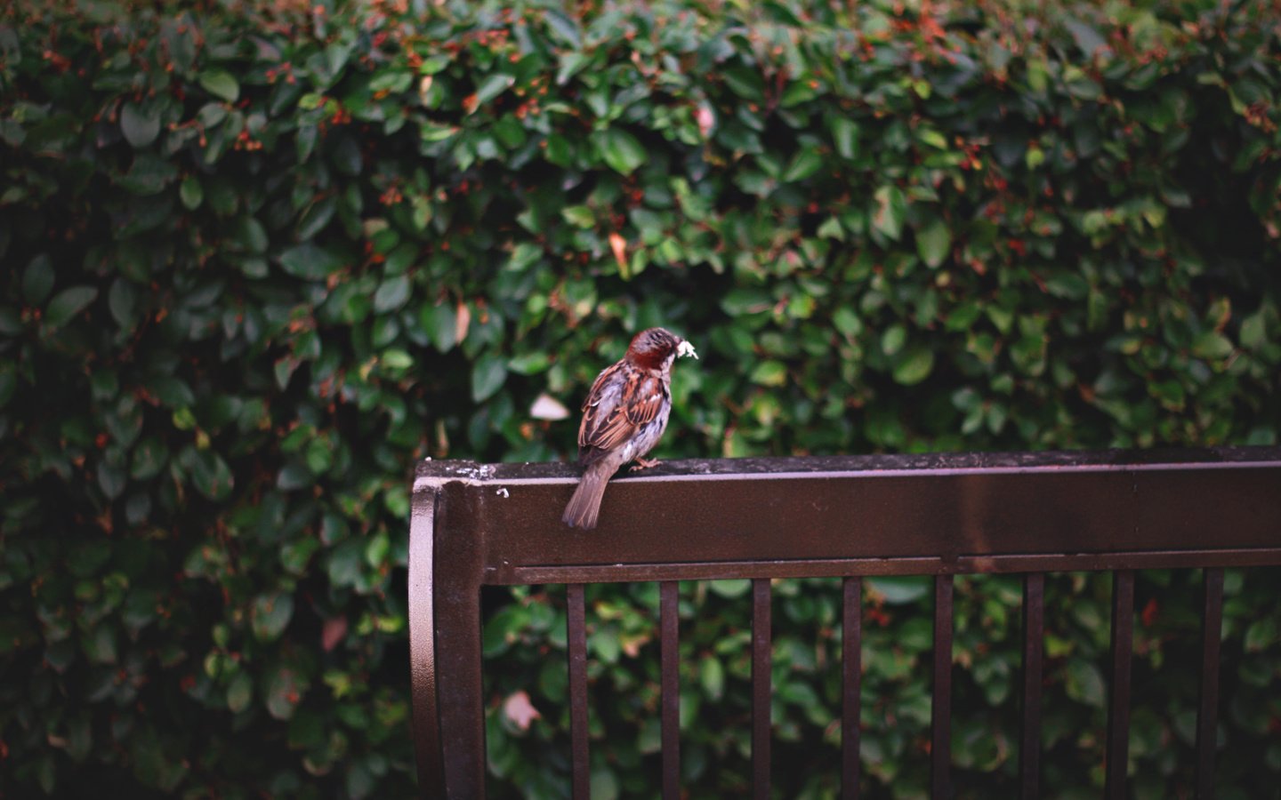 Обои листья, птица, воробей, скамейка, перья, leaves, bird, sparrow, bench, feathers разрешение 2074x1382 Загрузить