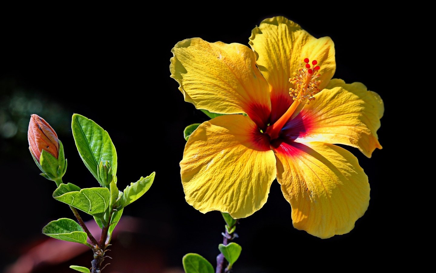 Обои желтый, бутон, гибискус, yellow, bud, hibiscus разрешение 2048x1290 Загрузить