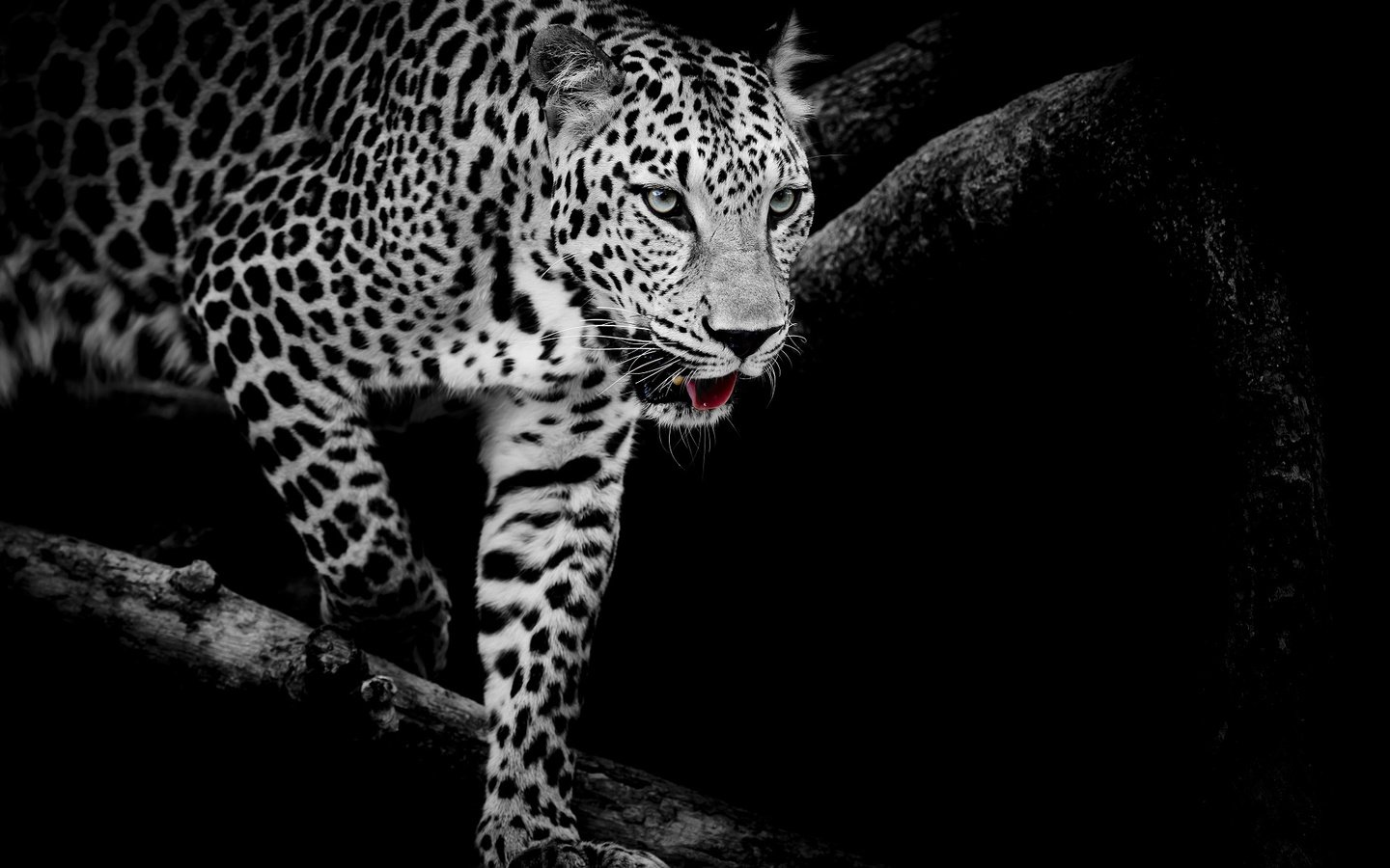 Обои кошка, чёрно-белое, леопард, хищник, cat, black and white, leopard, predator разрешение 1920x1280 Загрузить