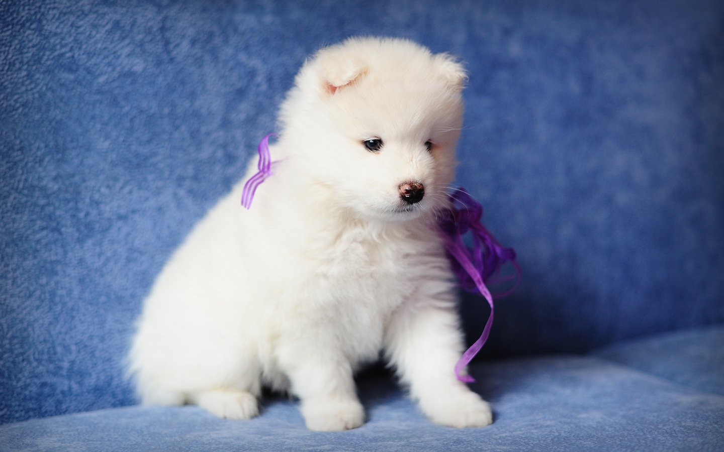 Обои собака, щенок, самоед, dog, puppy, samoyed разрешение 4256x2832 Загрузить