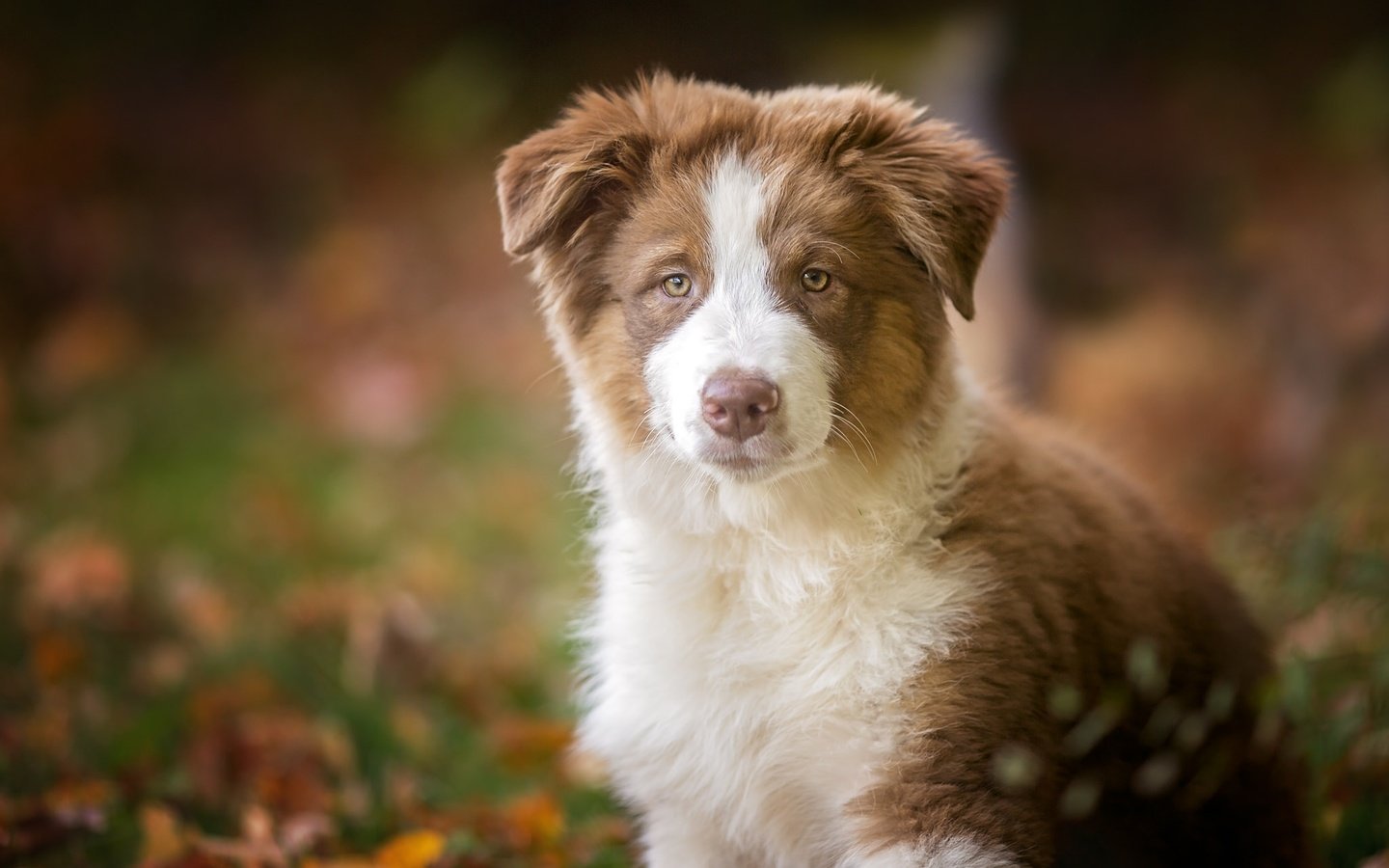 Обои взгляд, собака, щенок, австралийская овчарка, аусси, look, dog, puppy, australian shepherd, aussie разрешение 2048x1365 Загрузить