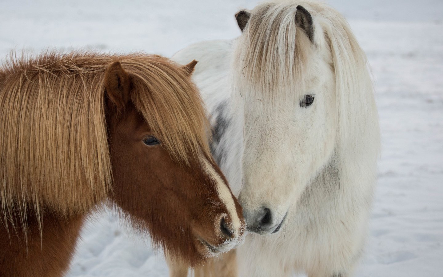 Обои природа, зима, пони, icelandic ponies, nature, winter, pony разрешение 4675x3170 Загрузить