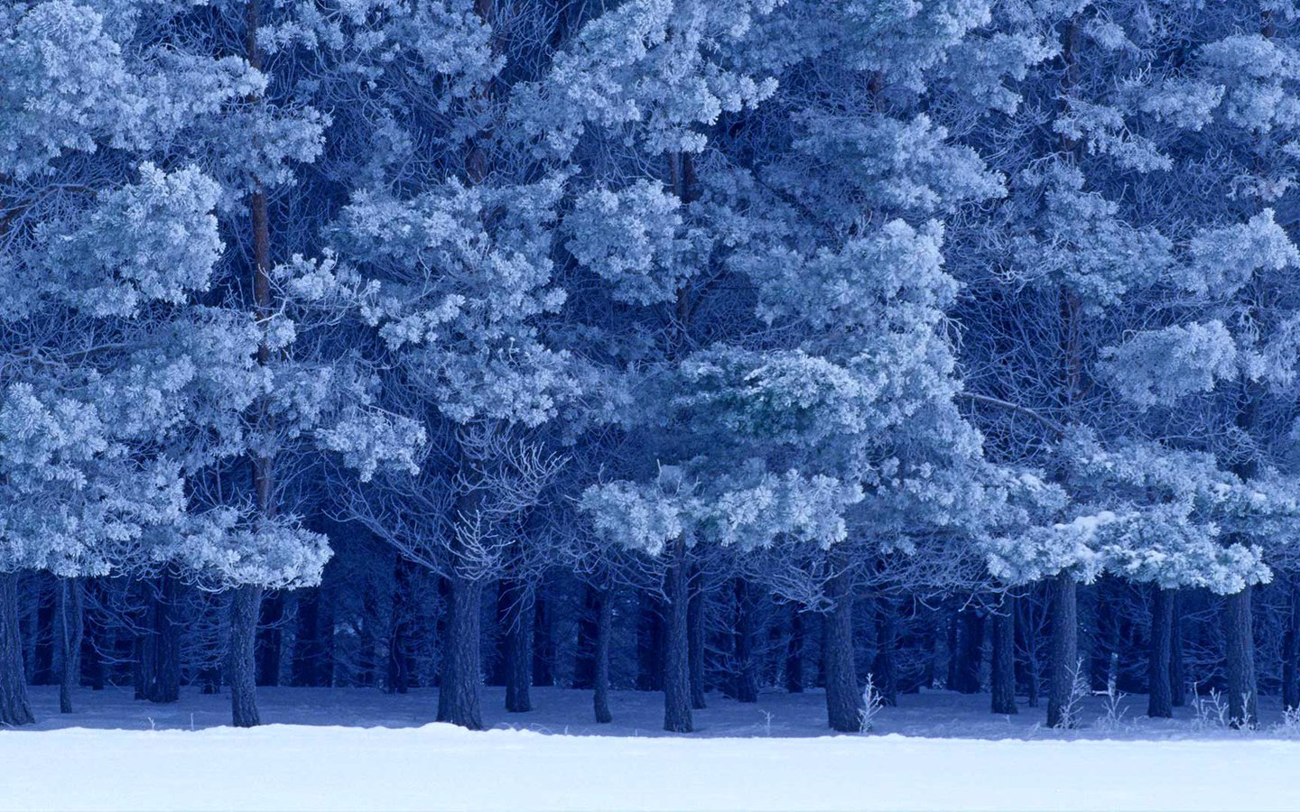Обои снег, зима, канада, birds hill provincial park, манитоба, шотландские сосны, snow, winter, canada, manitoba, scots pine разрешение 1920x1080 Загрузить