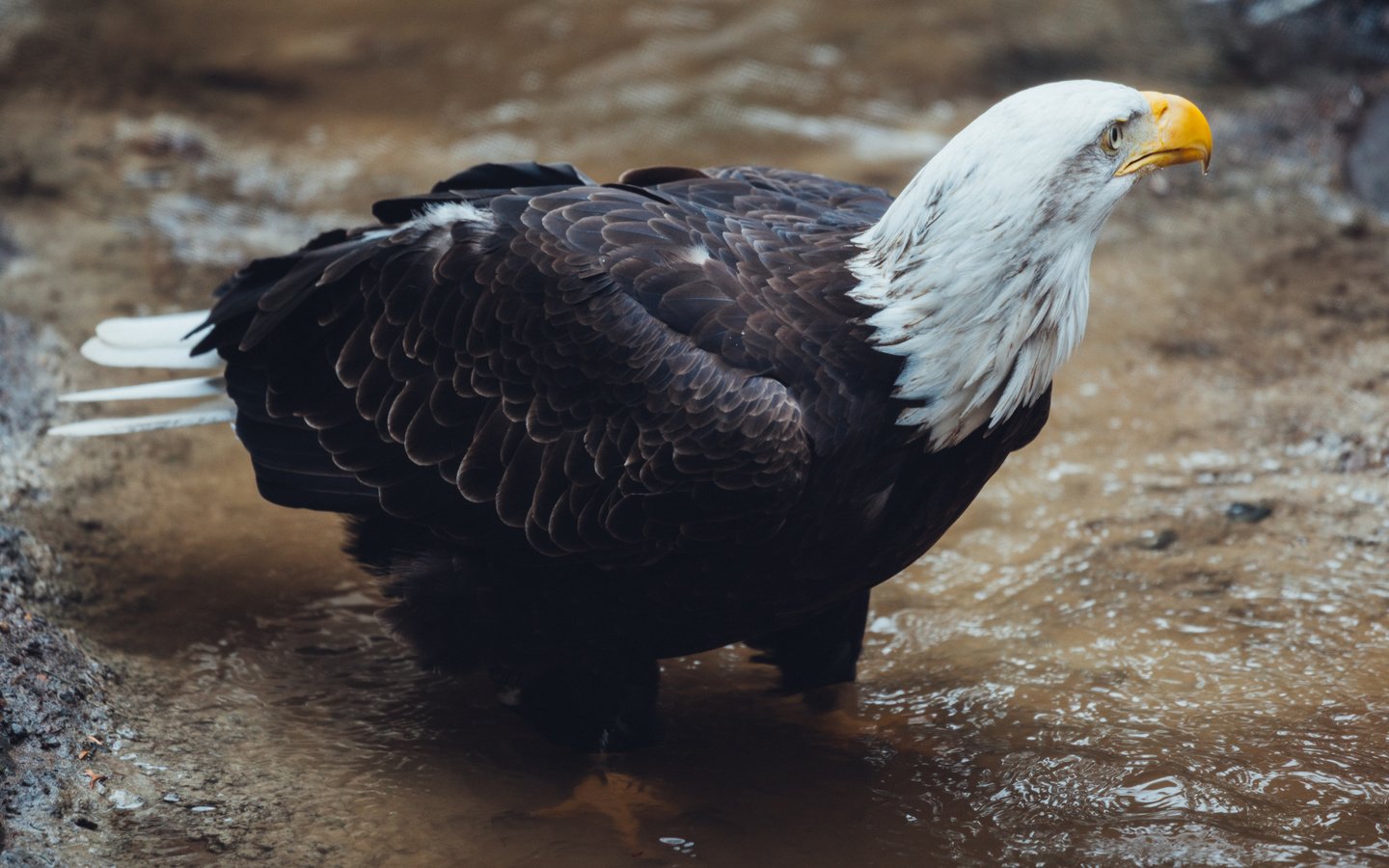 Обои вода, ручей, птица, клюв, перья, белоголовый орлан, water, stream, bird, beak, feathers, bald eagle разрешение 2400x1600 Загрузить