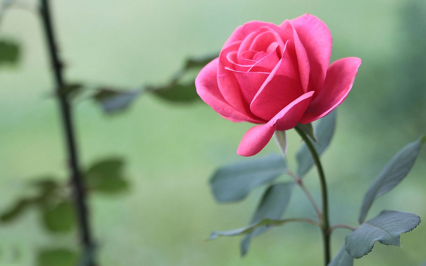 Обои цветы, листья, розы, розовые, flowers, leaves, roses, pink разрешение 1920x1080 Загрузить
