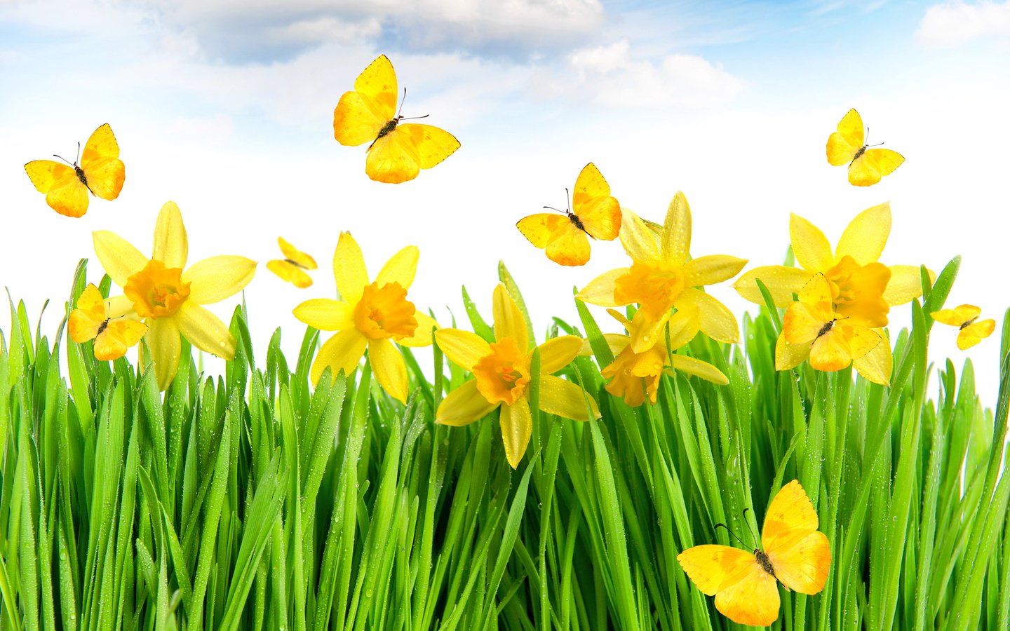 Обои цветы, трава, желтый, луг, весна, бабочки, нарциссы, flowers, grass, yellow, meadow, spring, butterfly, daffodils разрешение 4000x3470 Загрузить