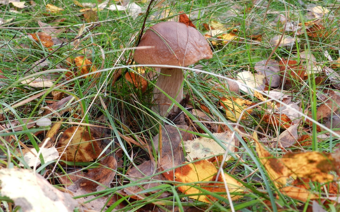 Обои трава, природа, листья, макро, осень, грибы, grass, nature, leaves, macro, autumn, mushrooms разрешение 4000x2947 Загрузить