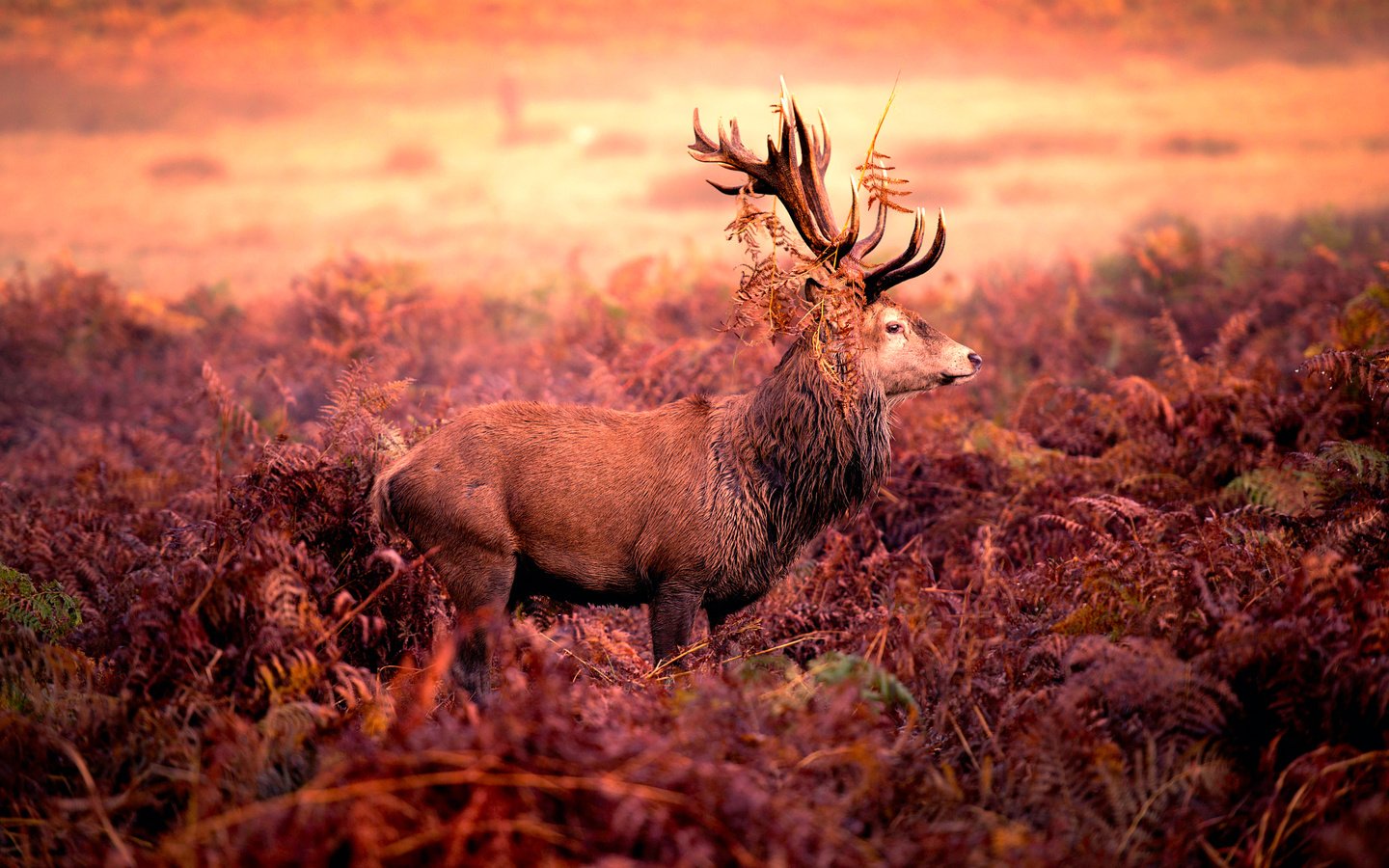 Обои олень, рога, red deer stag, deer, horns разрешение 2048x1273 Загрузить