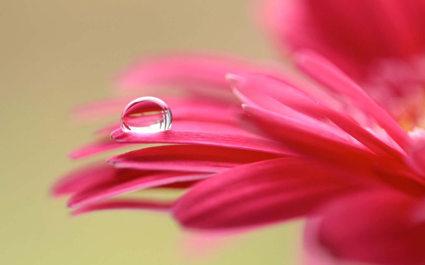 Обои макро, цветок, капля, лепестки, гербера, macro, flower, drop, petals, gerbera разрешение 5468x3287 Загрузить