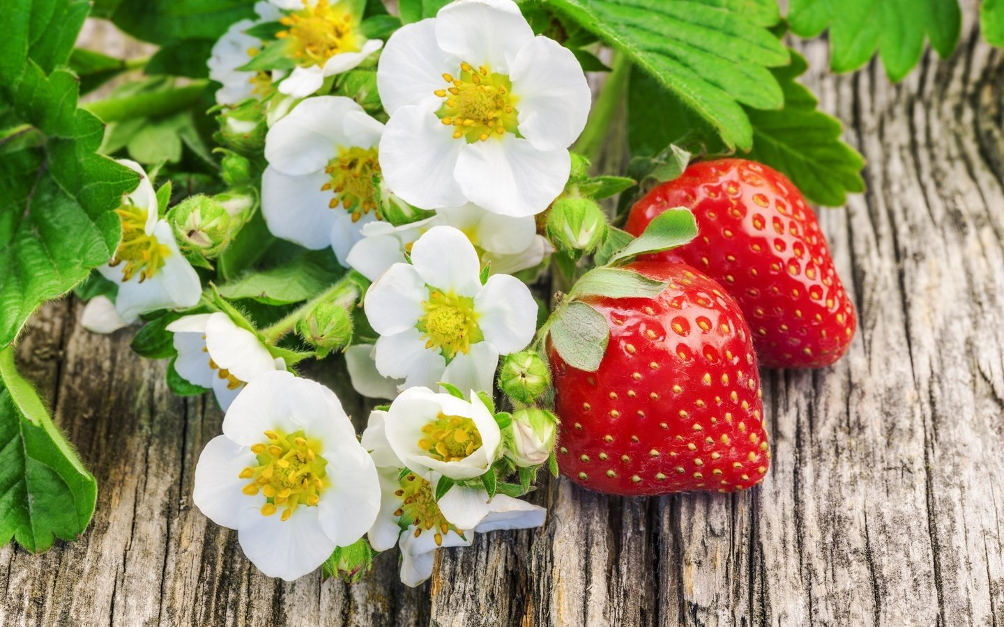 Обои цветы, клубника, ягоды, свежие ягоды, flowers, strawberry, berries, fresh berries разрешение 4255x2836 Загрузить