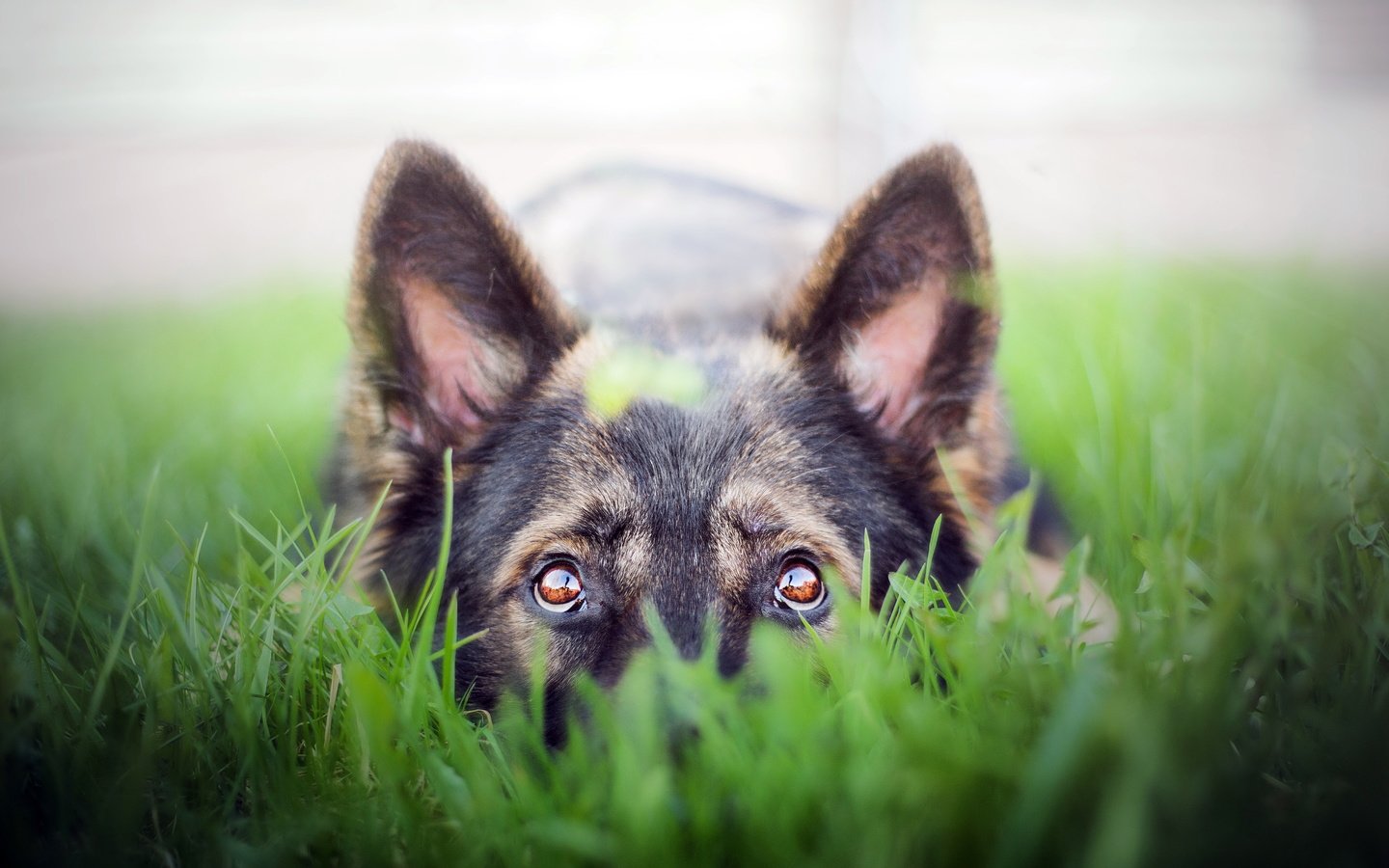 Обои трава, взгляд, собака, друг, немецкая овчарка, grass, look, dog, each, german shepherd разрешение 5159x3195 Загрузить