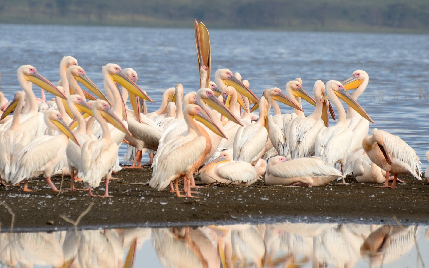 Обои птицы, пеликаны, birds, pelicans разрешение 2541x2147 Загрузить