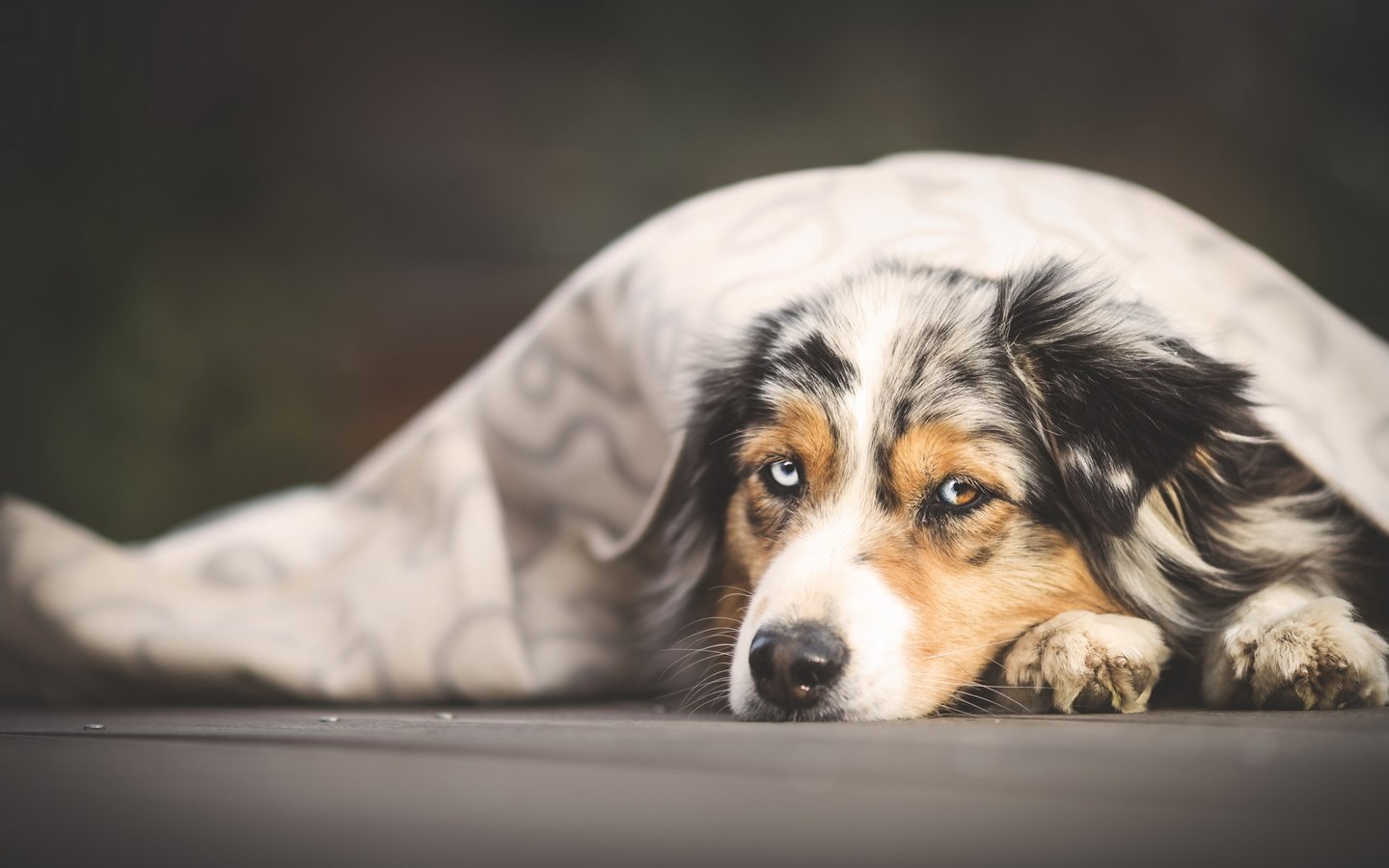 Обои портрет, мордочка, взгляд, собака, лежит, покрывало, аусси, portrait, muzzle, look, dog, lies, blanket, aussie разрешение 2048x1152 Загрузить