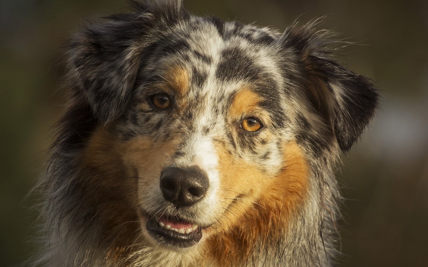 Обои портрет, собака, аусси, portrait, dog, aussie разрешение 3474x1954 Загрузить