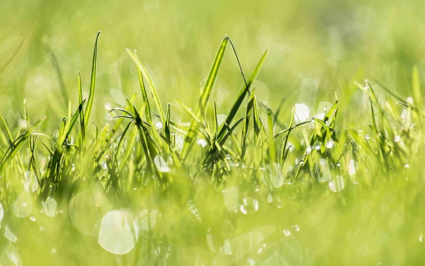 Обои свет, трава, природа, растения, зелёный, заводы, на природе, грин, легкие, light, grass, nature, plants, green разрешение 1920x1280 Загрузить