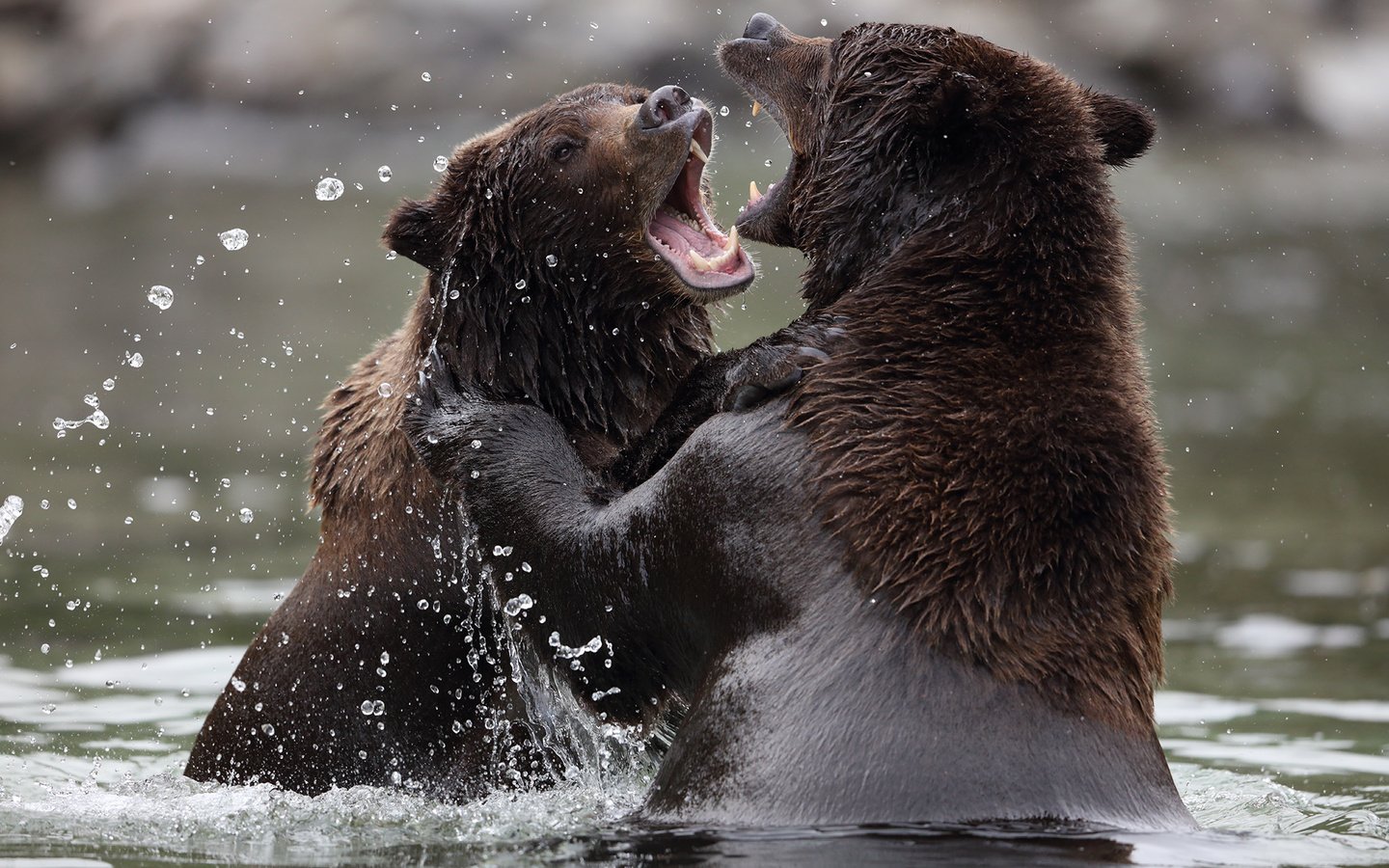 Обои вода, природа, медведи, аляска, бурый медведь, п, water, nature, bears, alaska, brown bear, p разрешение 2048x1365 Загрузить