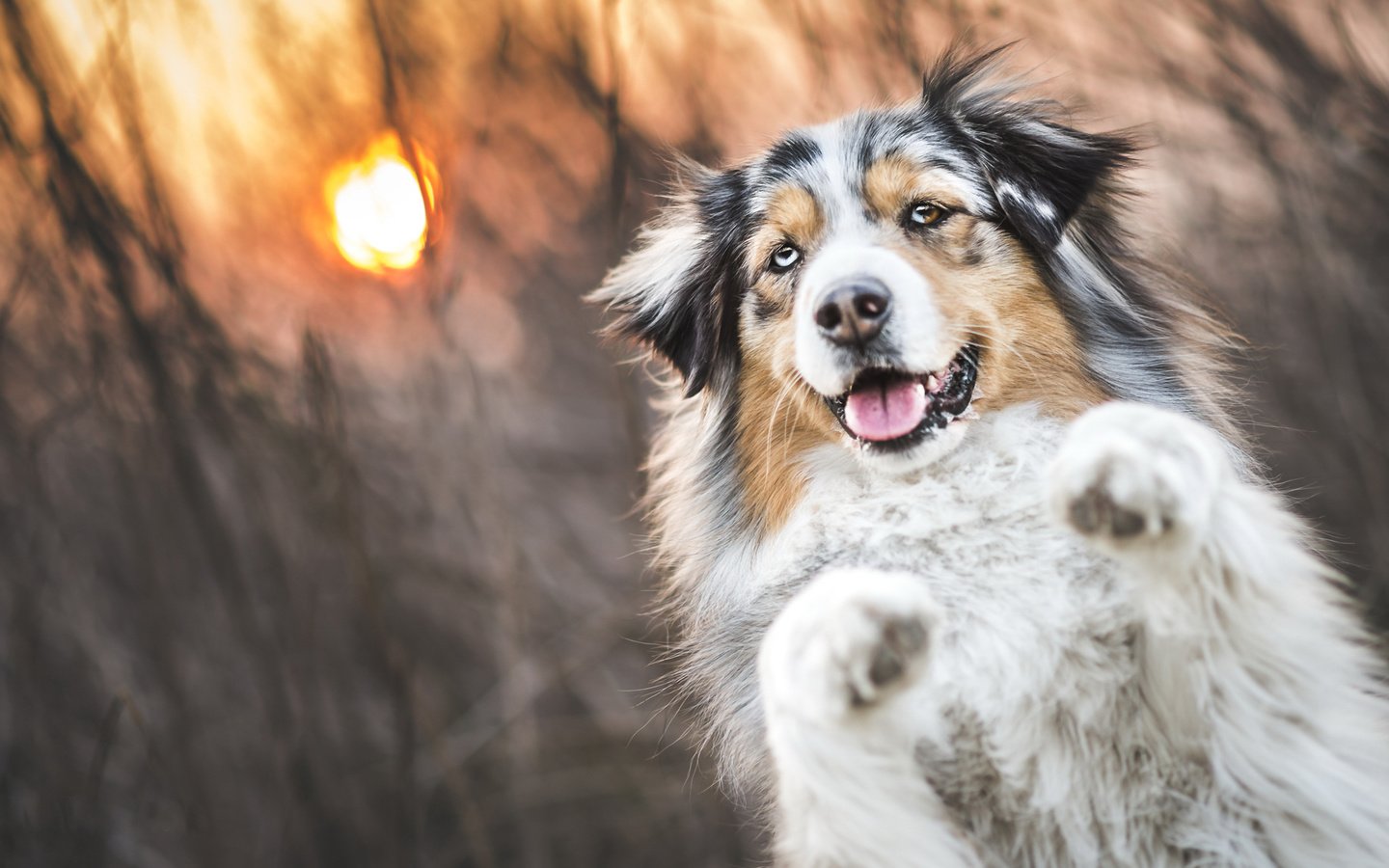 Обои трава, солнце, закат, собака, аусси, grass, the sun, sunset, dog, aussie разрешение 2048x1152 Загрузить