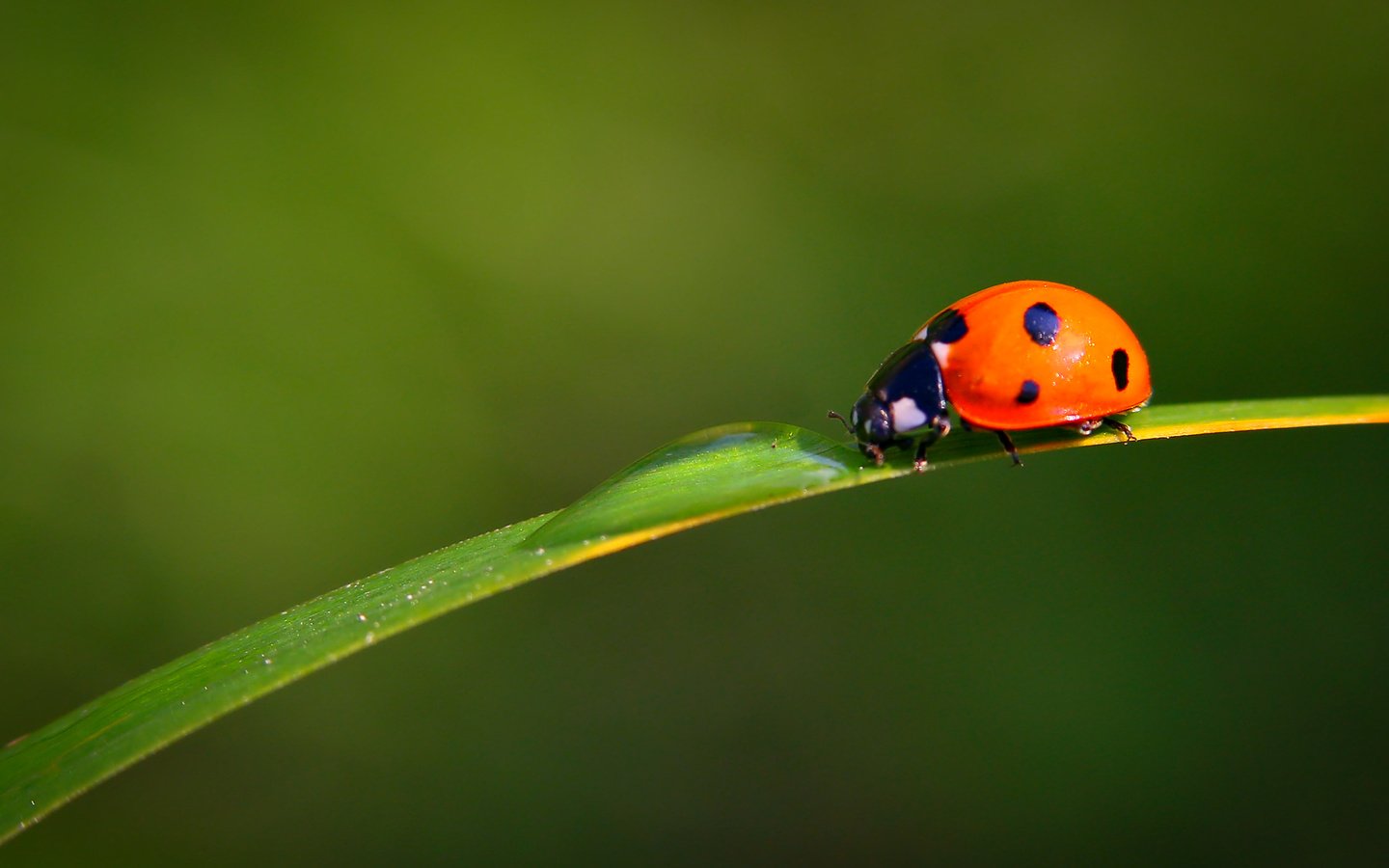 Обои вода, насекомое, капли, лист, божья коровка, травинка, water, insect, drops, sheet, ladybug, a blade of grass разрешение 2435x1623 Загрузить