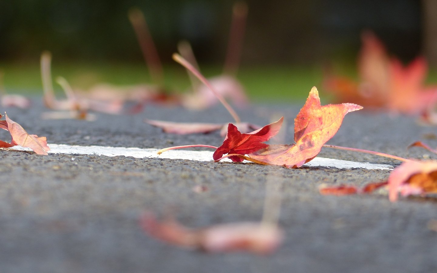 Обои дорога, листья, осень, листик, road, leaves, autumn, leaf разрешение 4000x3000 Загрузить