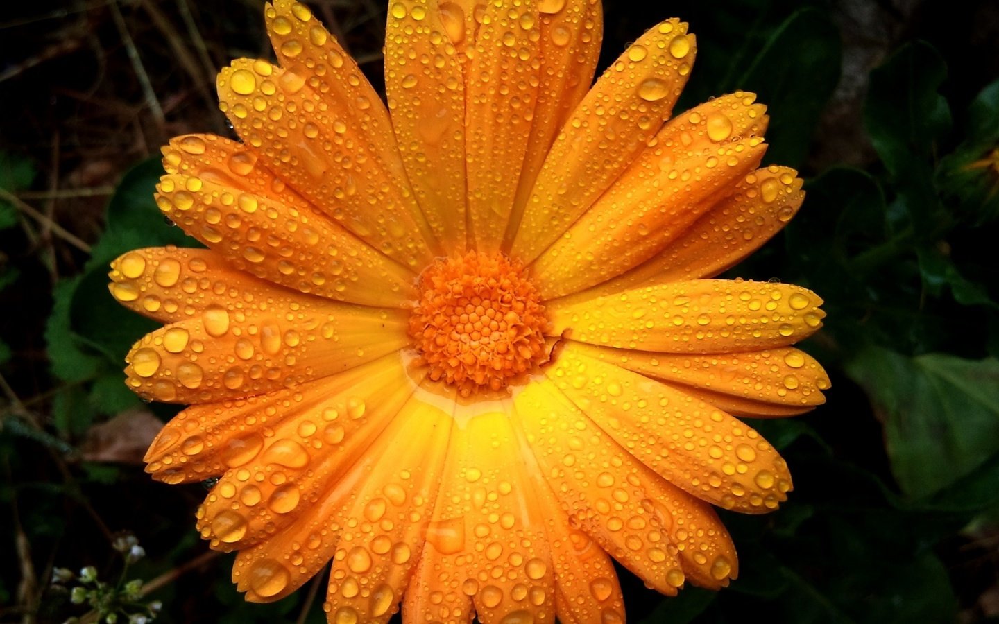 Обои цветок, капли, лепестки, апельсин,  цветы, капли дождя, flower, drops, petals, orange, flowers, raindrops разрешение 2560x1440 Загрузить