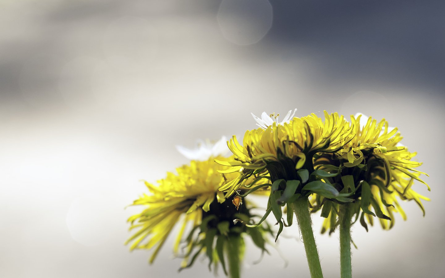 Обои цветы, лето, одуванчики, flowers, summer, dandelions разрешение 2048x1382 Загрузить