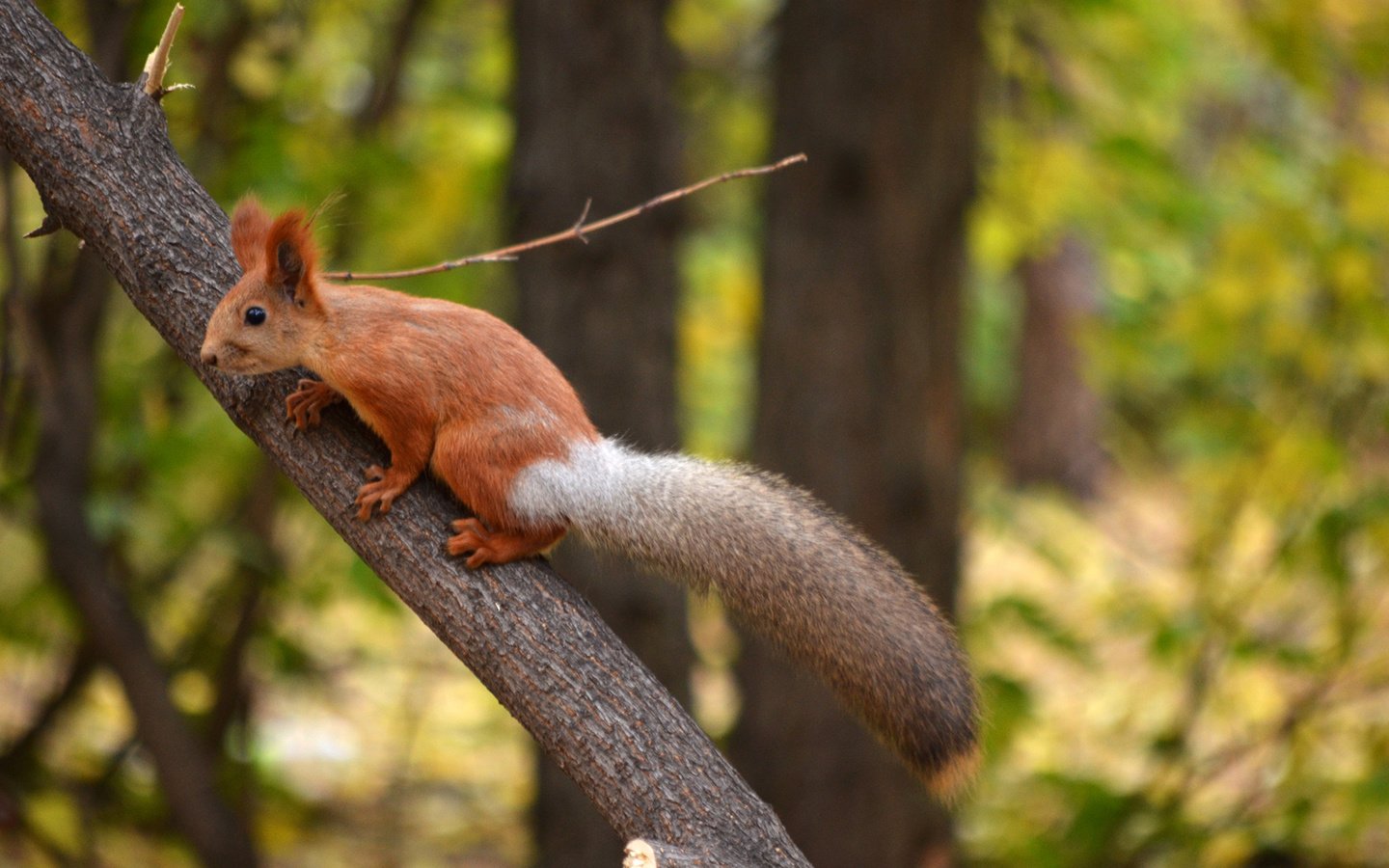 Обои парк, ствол, белка, хвост, белочка, грызун, park, trunk, protein, tail, squirrel, rodent разрешение 1920x1272 Загрузить