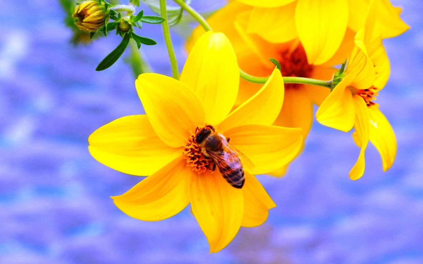 Обои желтый, насекомое, цветок, пчела, yellow, insect, flower, bee разрешение 2048x1536 Загрузить