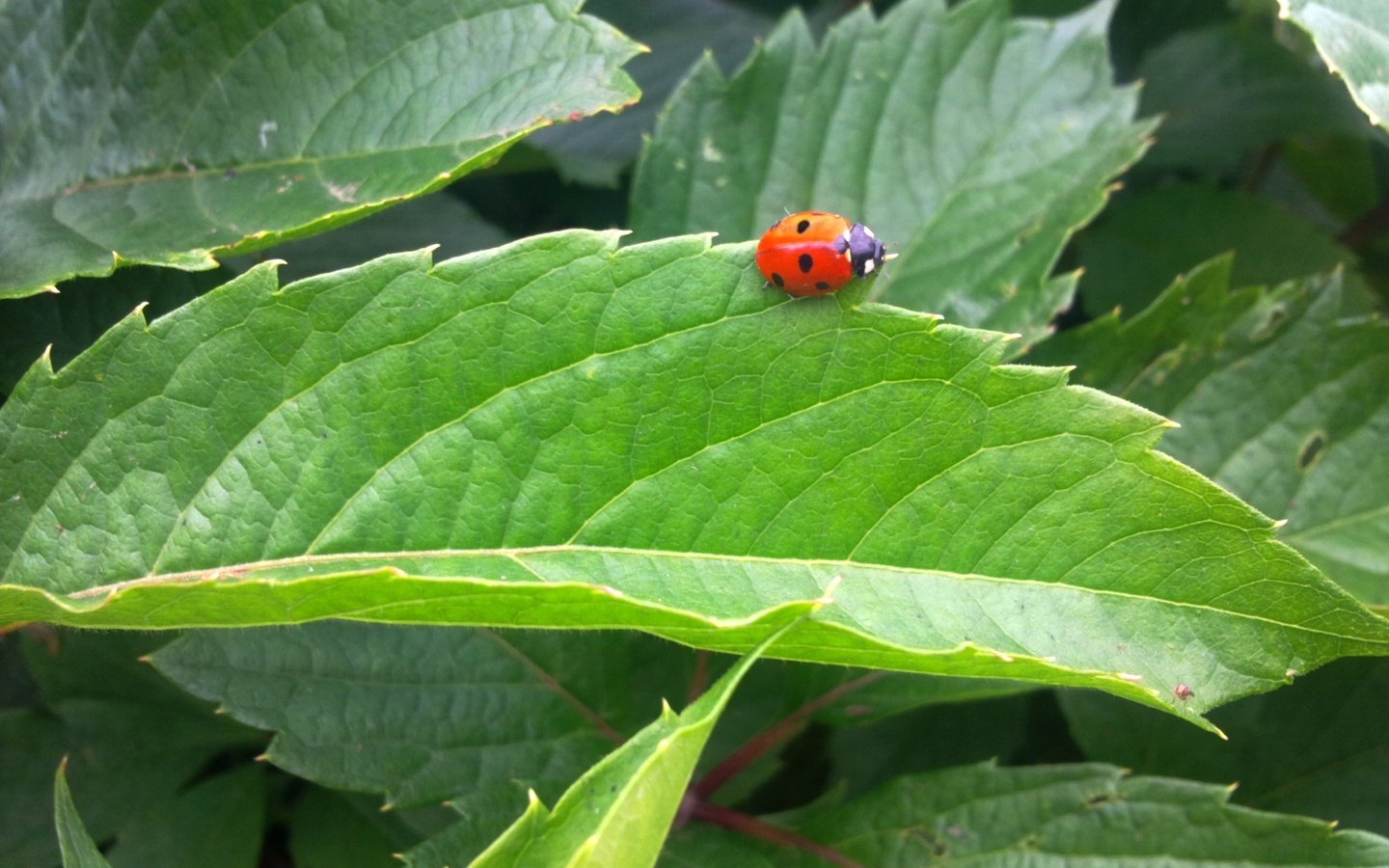 Обои зелень, листья, насекомое, лето, божья коровка, greens, leaves, insect, summer, ladybug разрешение 2592x1944 Загрузить