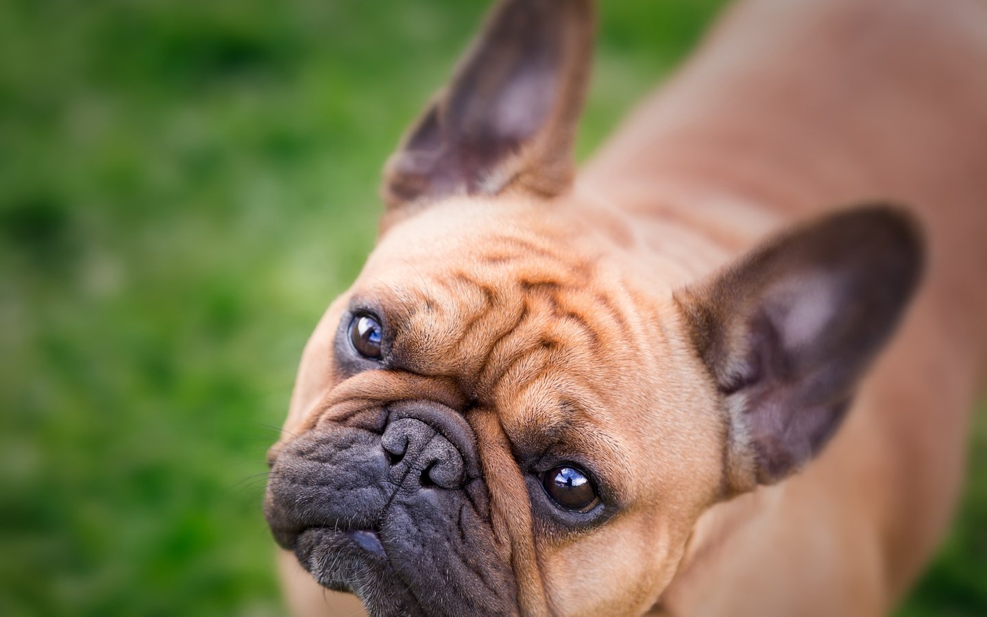 Обои морда, взгляд, собака, бульдог, французский бульдог, face, look, dog, bulldog, french bulldog разрешение 4877x3694 Загрузить