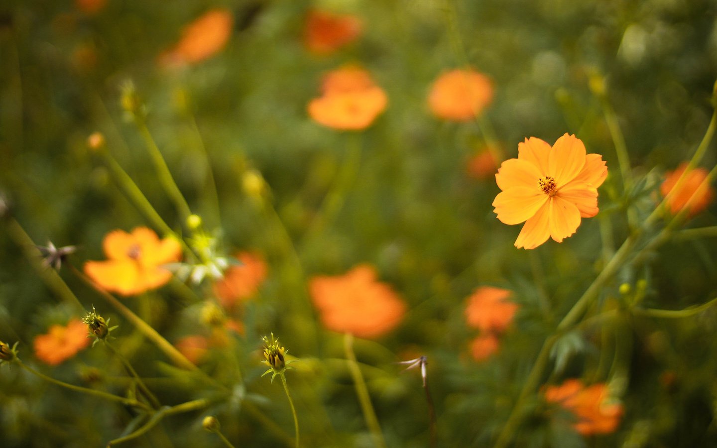 Обои цветы, лепестки, оранжевые, flowers, petals, orange разрешение 3088x2056 Загрузить