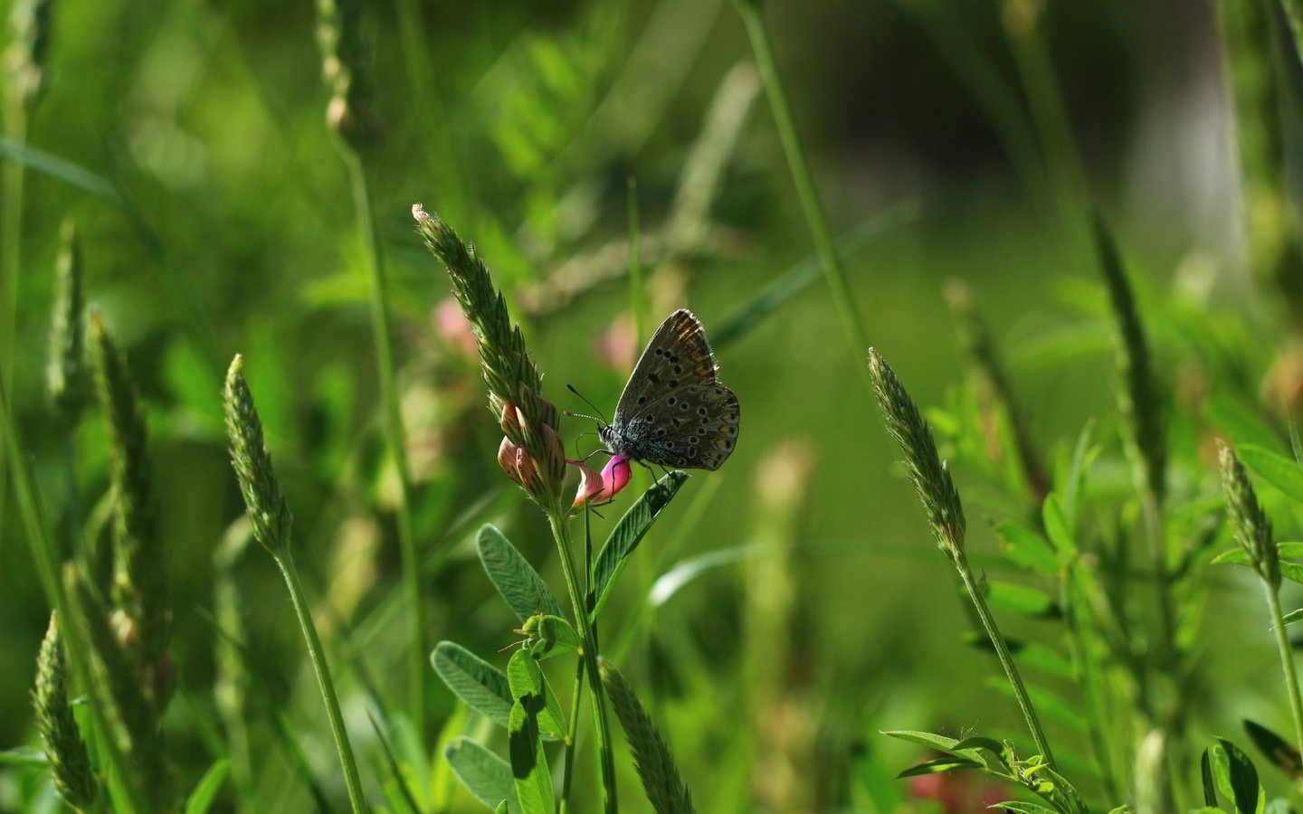 Обои цветы, трава, насекомое, бабочка, flowers, grass, insect, butterfly разрешение 1920x1280 Загрузить