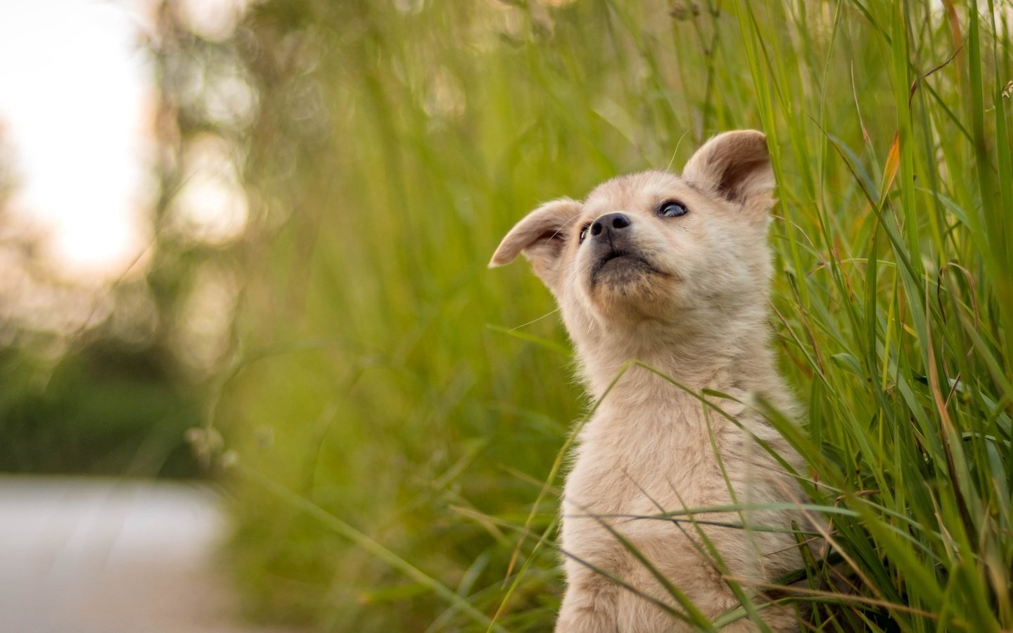 Обои трава, мордочка, взгляд, собака, щенок, милый, grass, muzzle, look, dog, puppy, cute разрешение 2100x1312 Загрузить