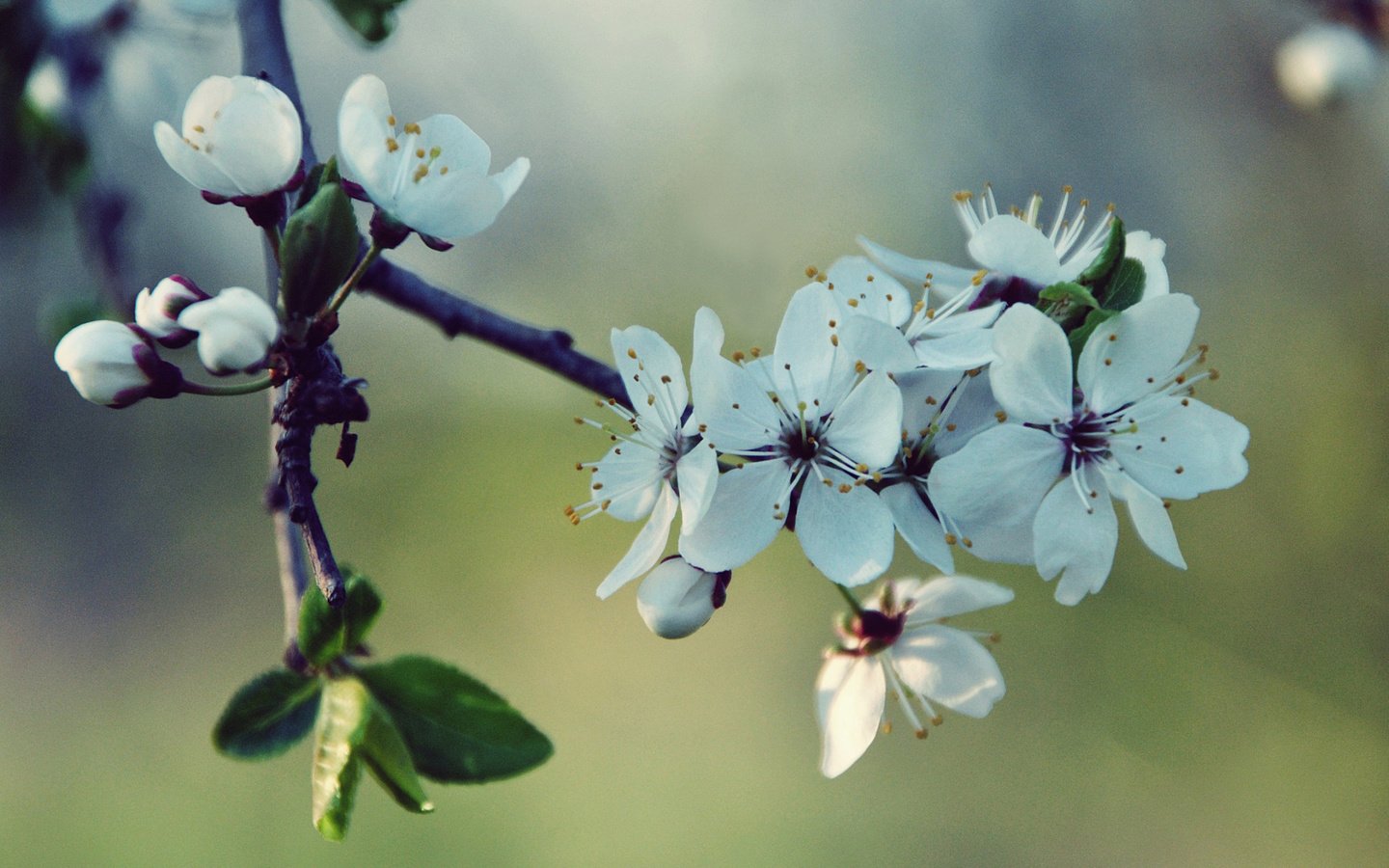 Обои цветы, ветка, природа, цветение, макро, весна, вишня, белые, flowers, branch, nature, flowering, macro, spring, cherry, white разрешение 2048x1536 Загрузить