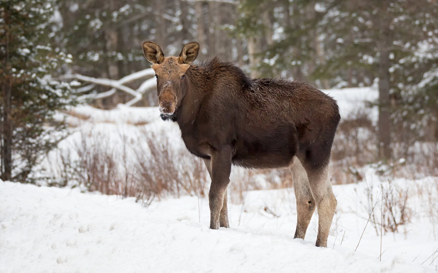 Обои лес, зима, лось, elan, forest, winter, moose разрешение 2048x1354 Загрузить