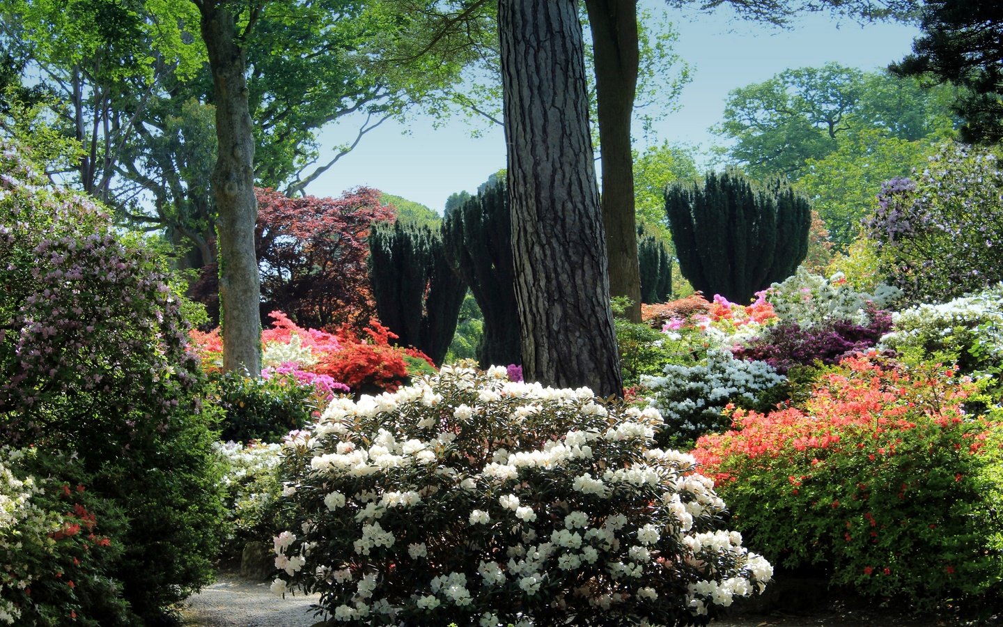 Обои цветы, деревья, кусты, великобритания, сад, уэльс, рододендроны, bodnant gardens, flowers, trees, the bushes, uk, garden, wales, rhododendrons разрешение 2880x1920 Загрузить