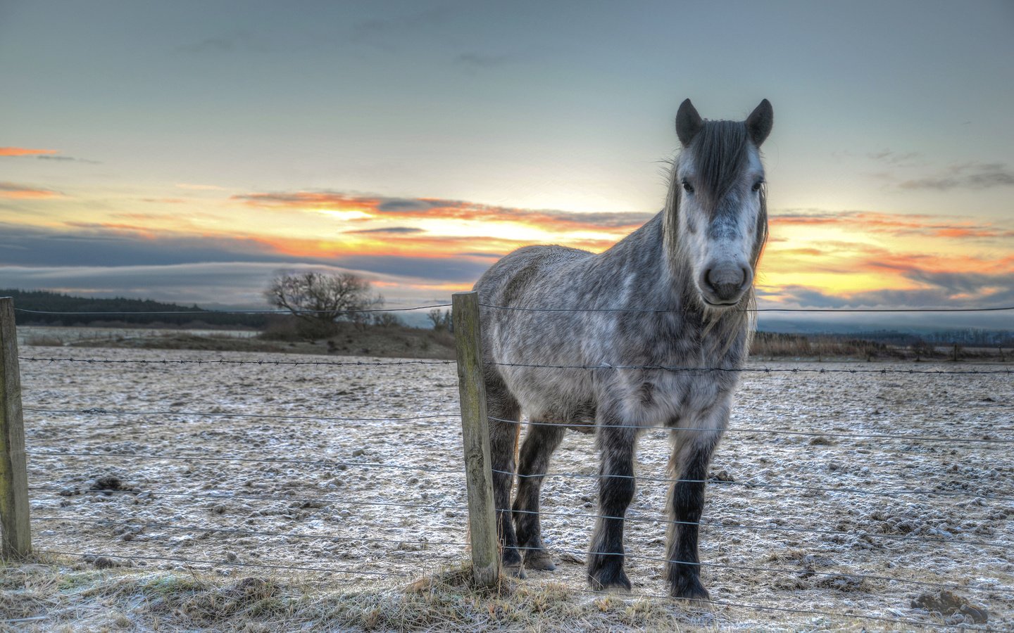 Обои лошадь, закат, забор, конь, horse, sunset, the fence разрешение 6005x4007 Загрузить