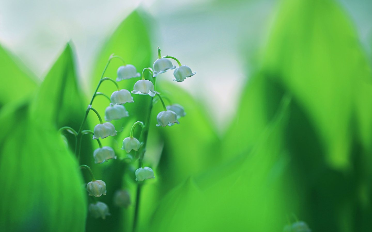 Обои цветы, листья, весна, соцветие, ландыш, flowers, leaves, spring, inflorescence, lily of the valley разрешение 2048x1365 Загрузить