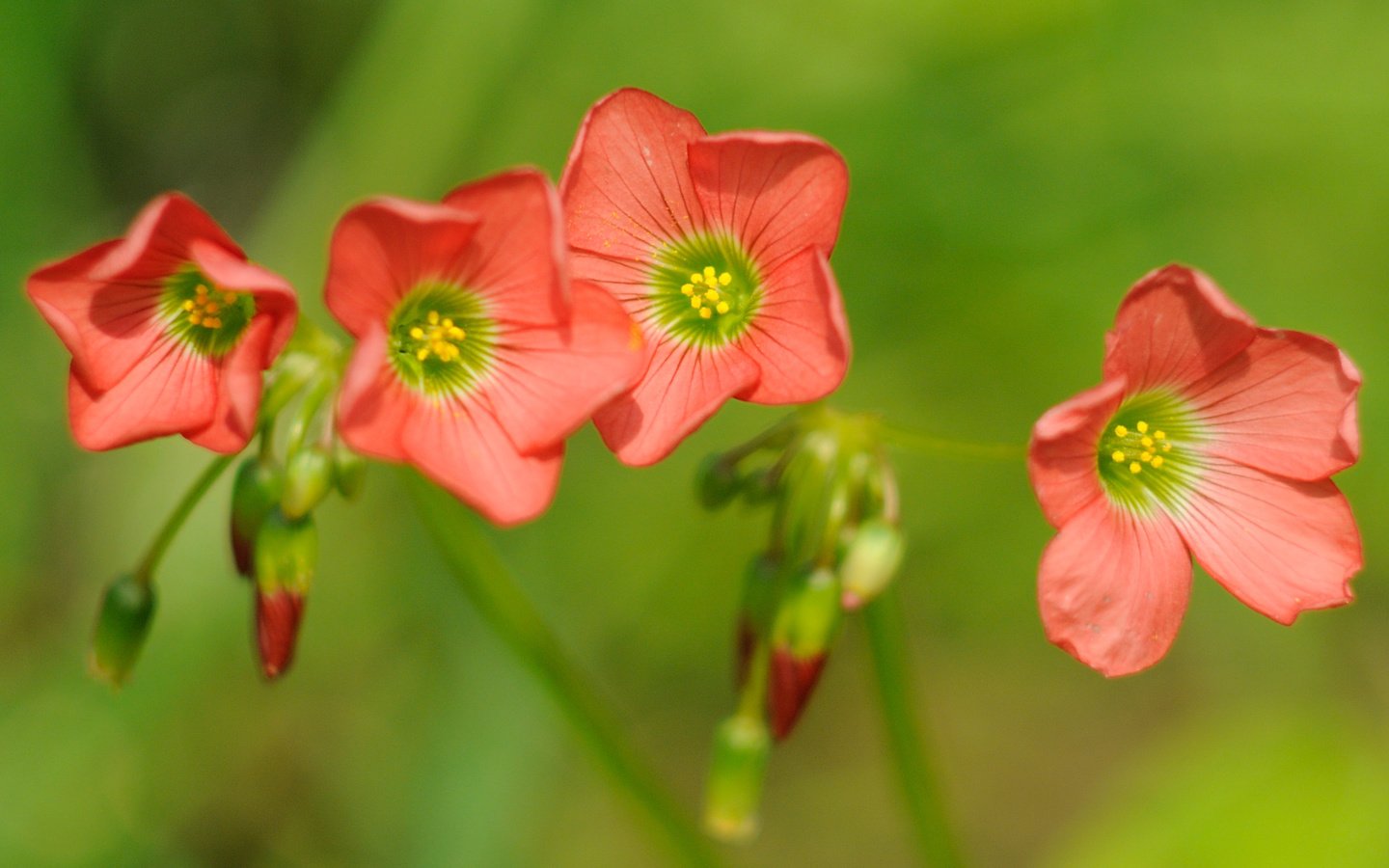 Обои цветы, макро, боке, кислица, rислица четырёхлистная, flowers, macro, bokeh, oxalis, the four-leaf galiza разрешение 3839x1954 Загрузить