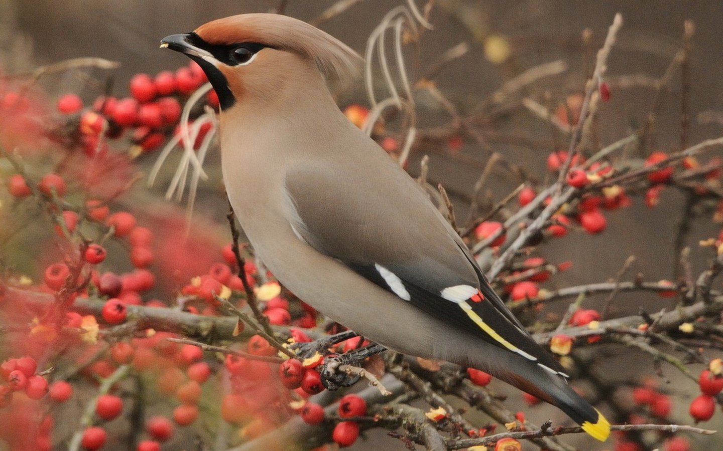 Обои ветки, птица, ягоды, рябина, свиристель, branches, bird, berries, rowan, the waxwing разрешение 1920x1274 Загрузить