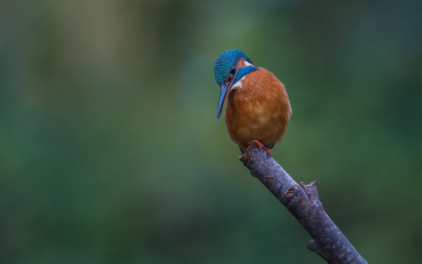 Обои ветка, природа, птица, зимородок, branch, nature, bird, kingfisher разрешение 2048x1365 Загрузить