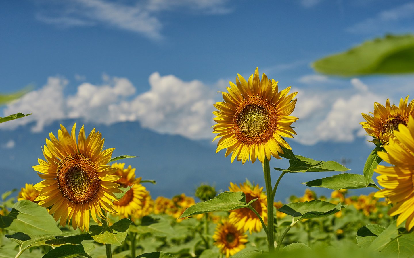 Обои небо, поле, лето, подсолнухи, the sky, field, summer, sunflowers разрешение 2048x1365 Загрузить