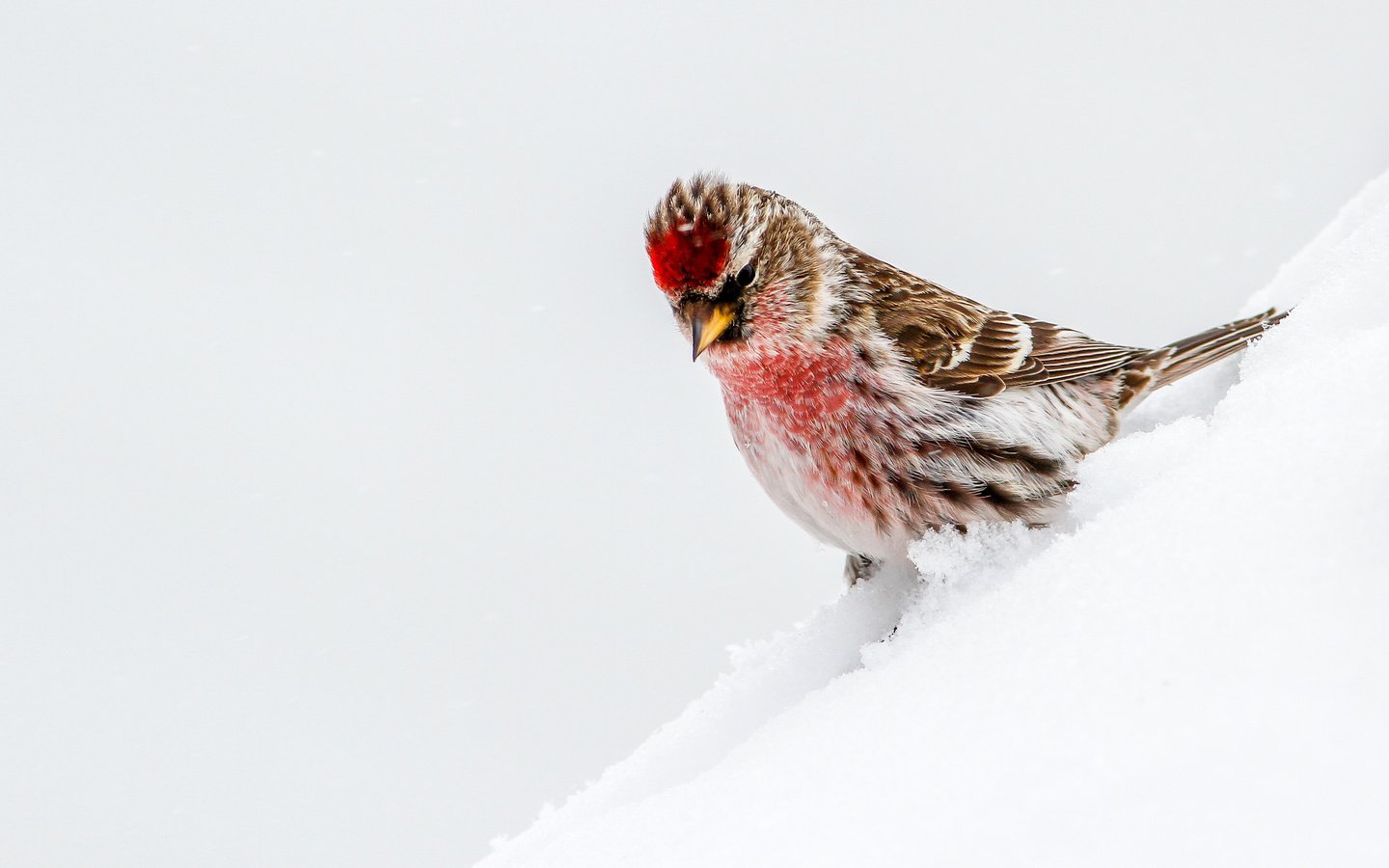 Обои снег, птица, чечётка, snow, bird, tap dance разрешение 3783x2522 Загрузить