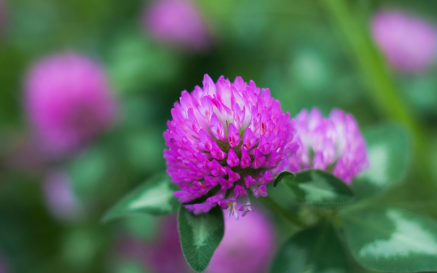 Обои клевер, макро, цветок, боке, clover, macro, flower, bokeh разрешение 3581x2388 Загрузить