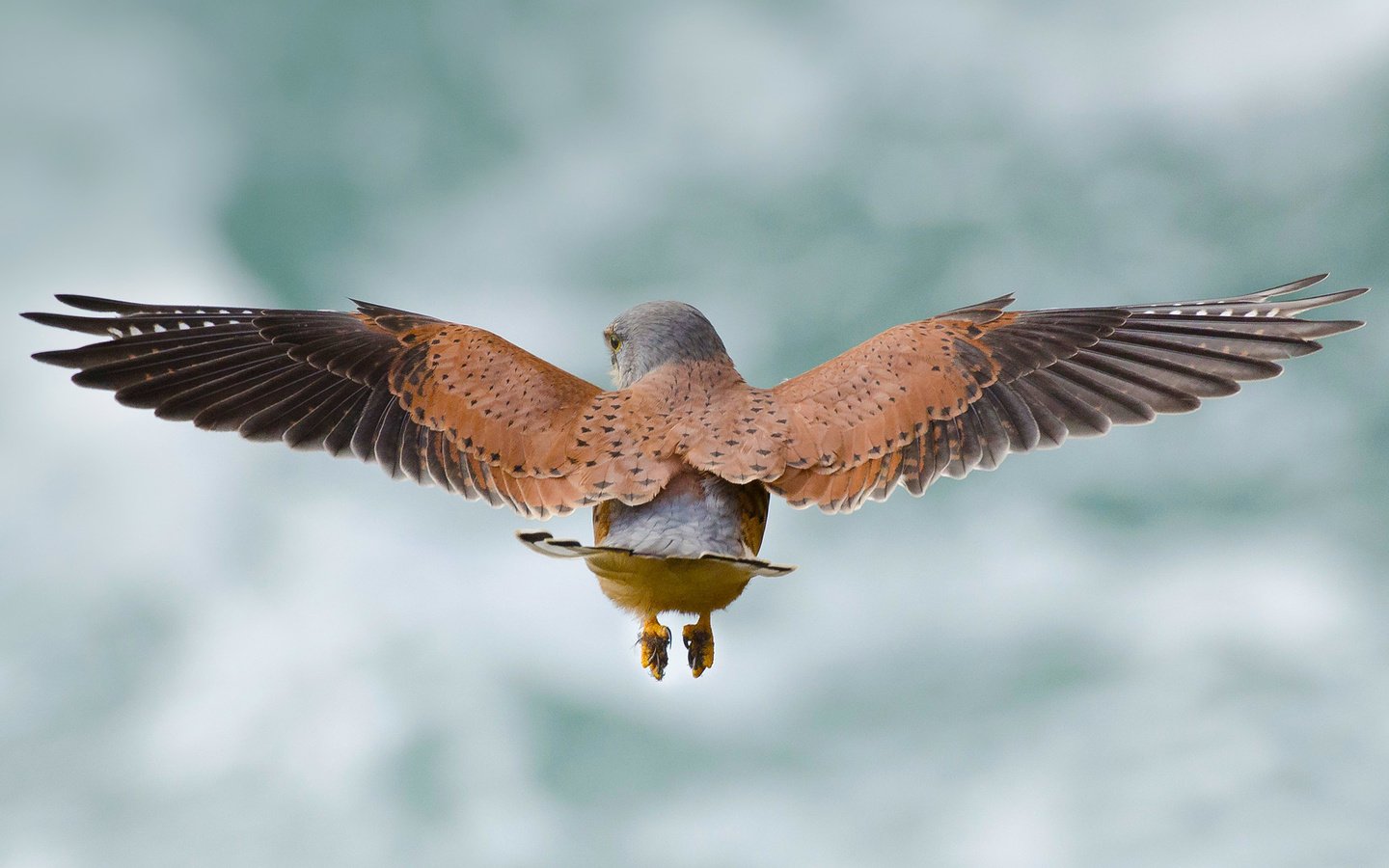 Обои небо, полет, крылья, птица, пустельга, the sky, flight, wings, bird, kestrel разрешение 1920x1080 Загрузить