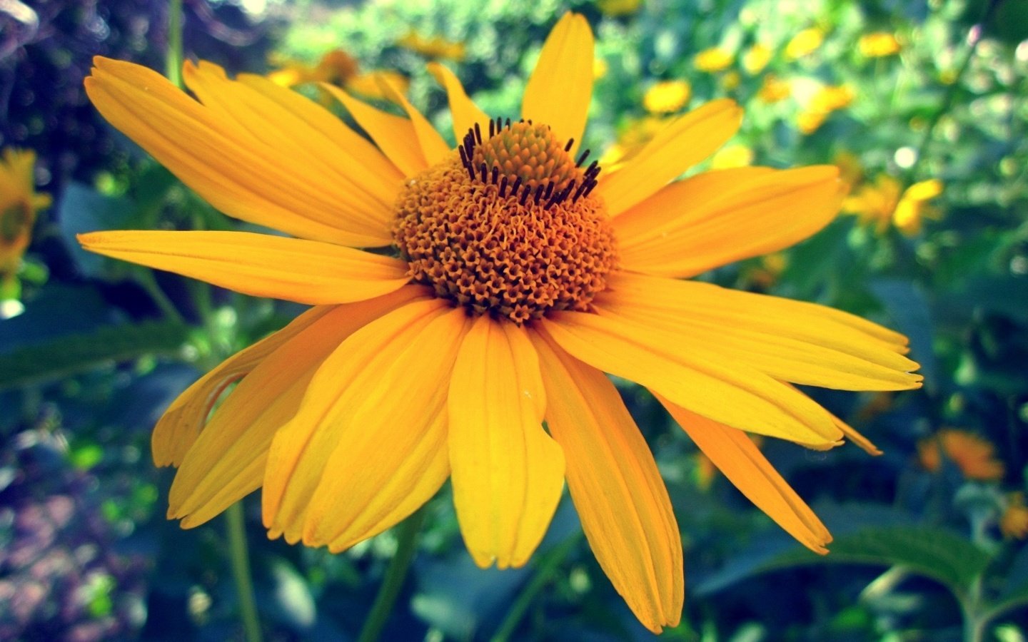 Обои солнце, природа, желтый, макро, цветок, the sun, nature, yellow, macro, flower разрешение 2560x1920 Загрузить