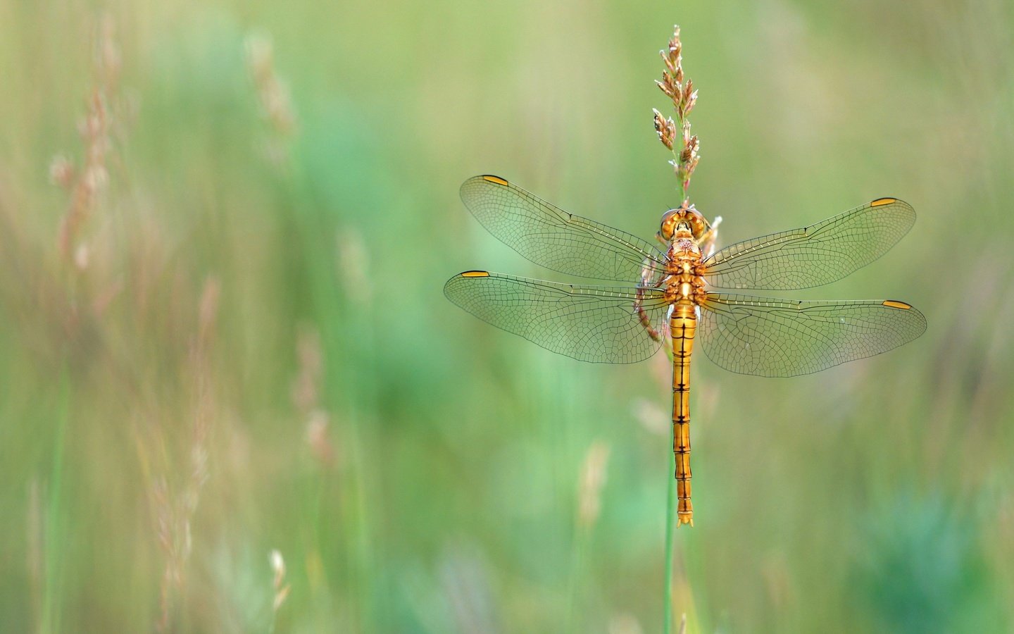 Обои трава, макро, насекомое, лето, луг, стрекоза, золотистая, стебелёк, grass, macro, insect, summer, meadow, dragonfly, golden, stem разрешение 2880x1620 Загрузить