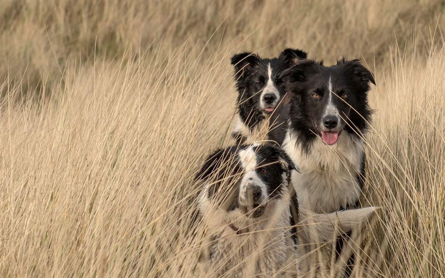 Обои природа, поле, собаки, бордер-колли, nature, field, dogs, the border collie разрешение 2441x1373 Загрузить