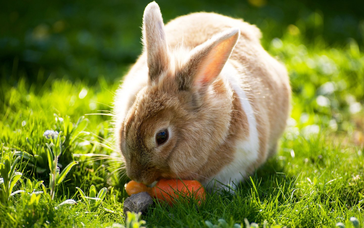 Обои трава, солнце, лето, кролик, зайцы, вс, морковка, летнее, grass, the sun, summer, rabbit, rabbits, sun, carrot разрешение 2560x1600 Загрузить